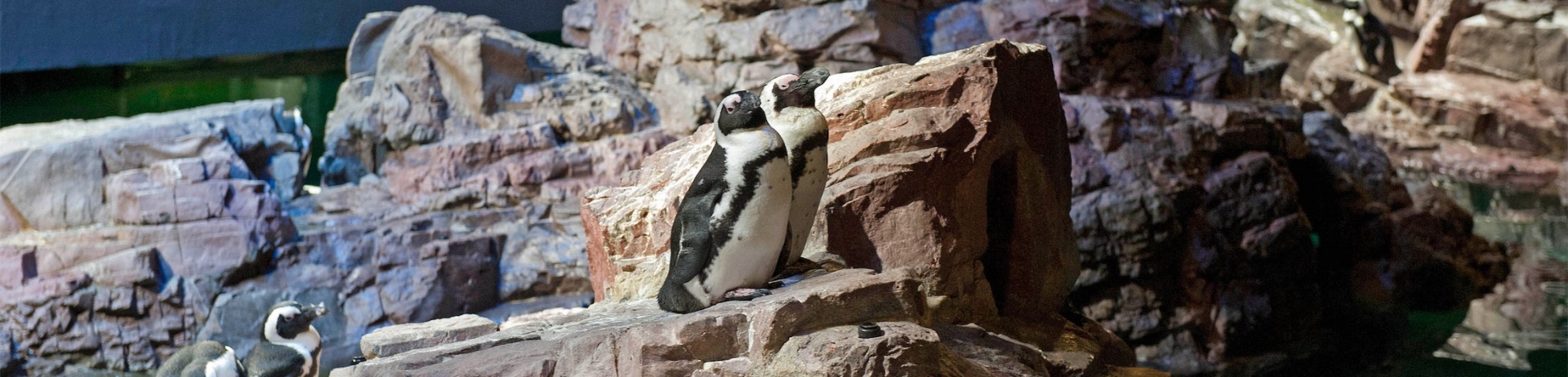 penguin exhibit at the New England Aquarium