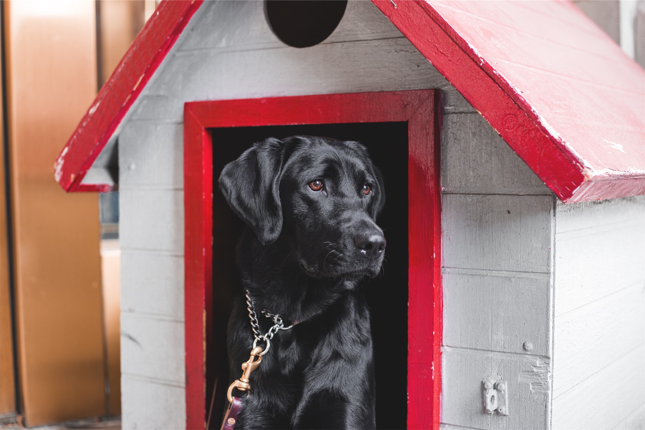 black lab in a red and white dog house