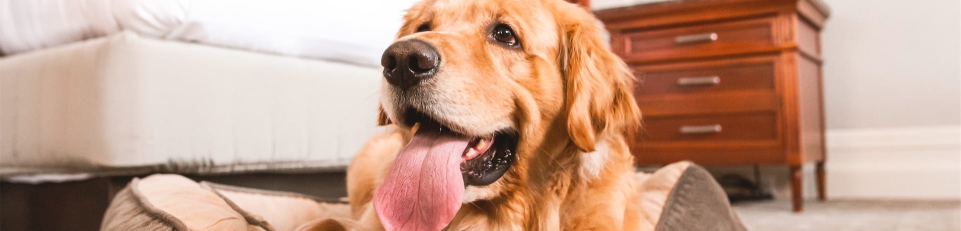 golden lab on a dog bed