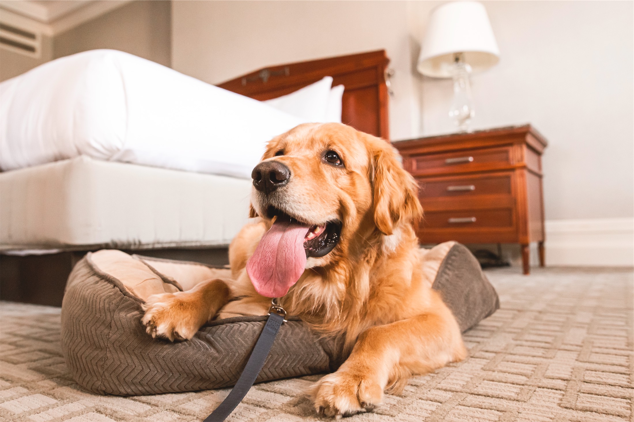 golden lab on a dog bed