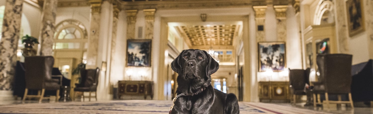 dog sitting in the lobby